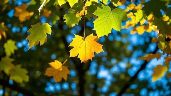 欧洲杯体育撇开天生不肯意话语的东说念主不说-开云「中国」kaiyun网页版登录入口